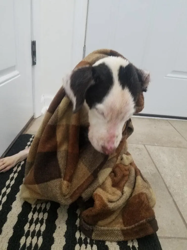 wet dog wrapped in the blanket