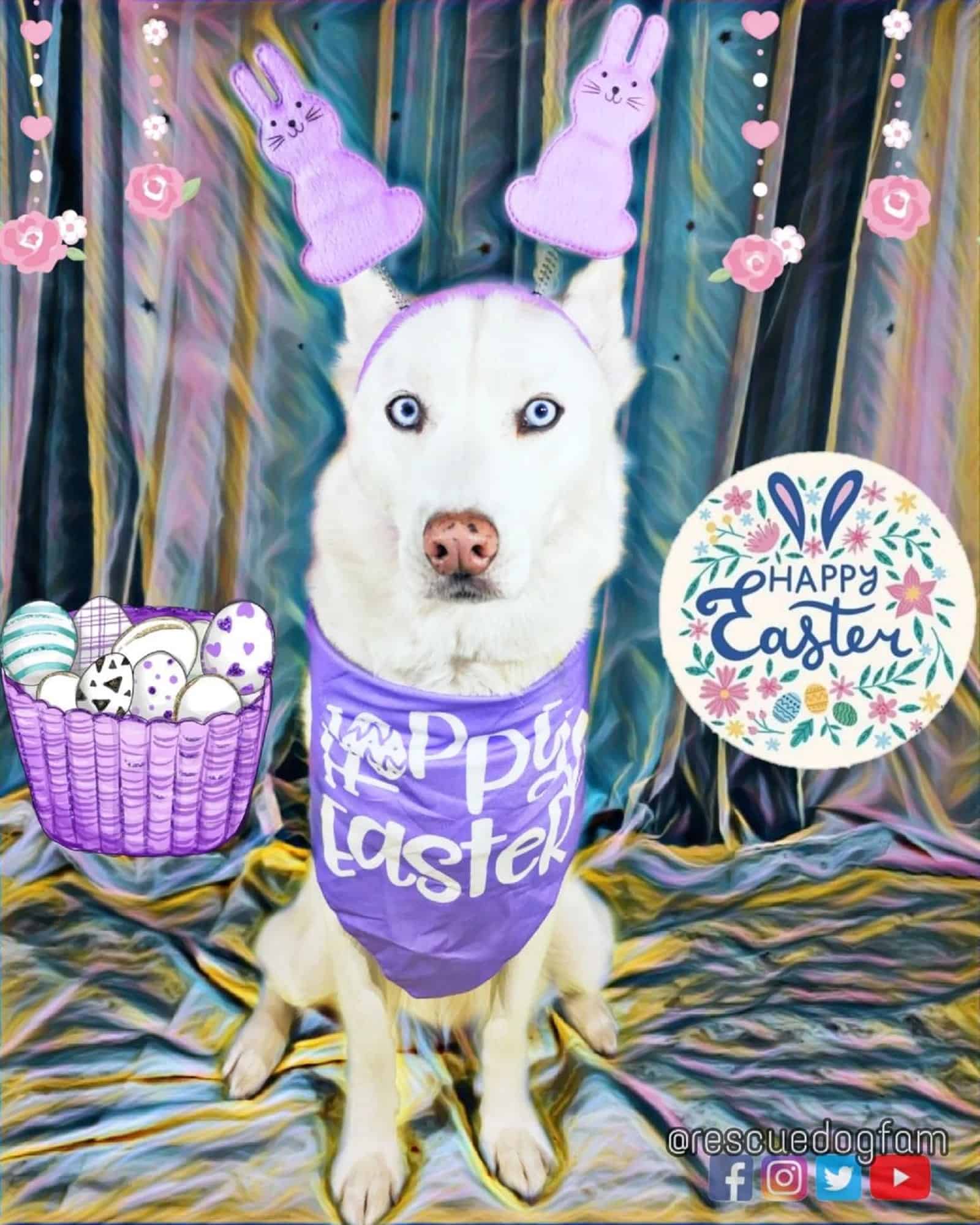 white dog as easter bunny celebrating easter