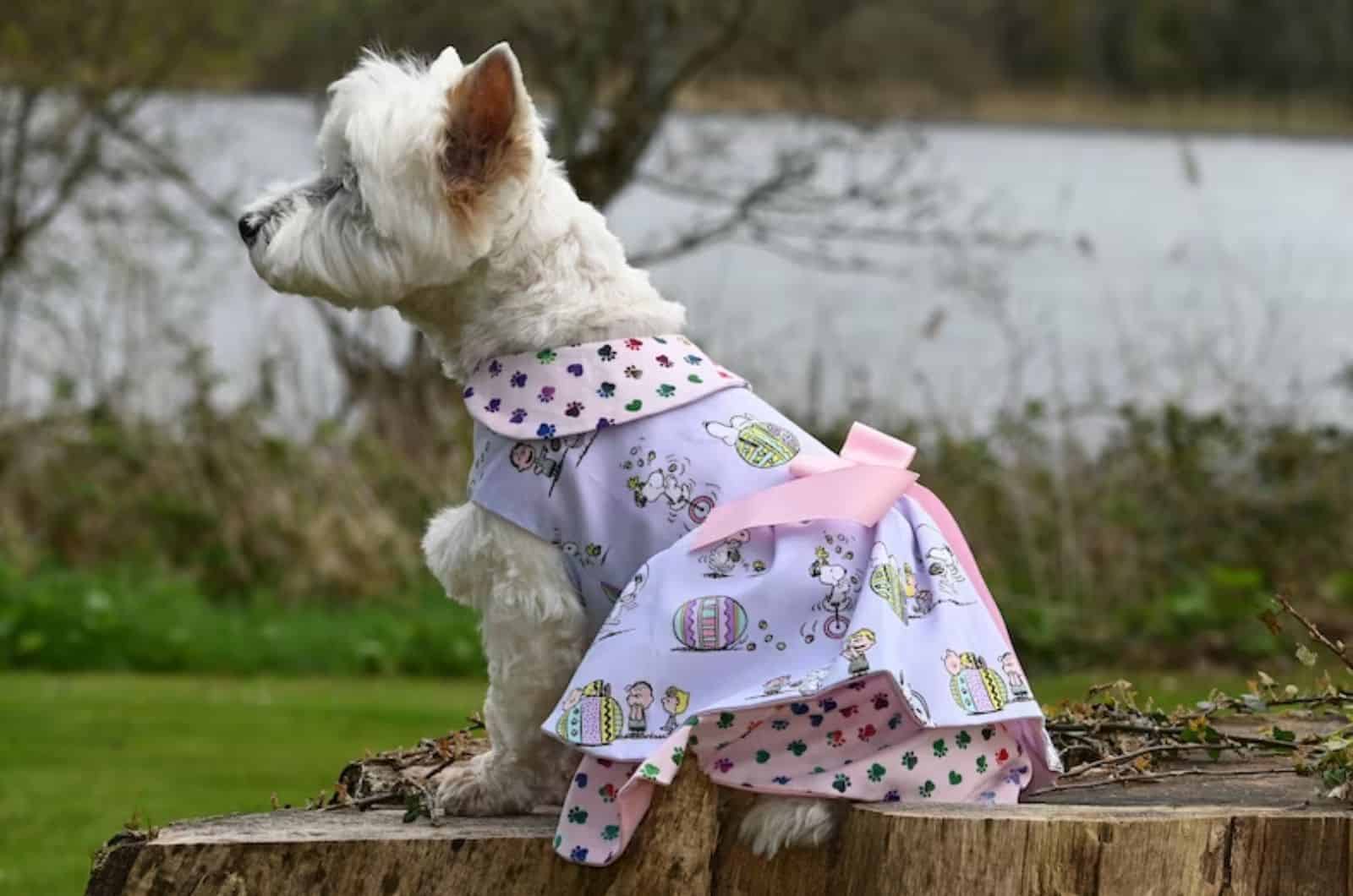 white dog wearing easter outfit sitting in the garden