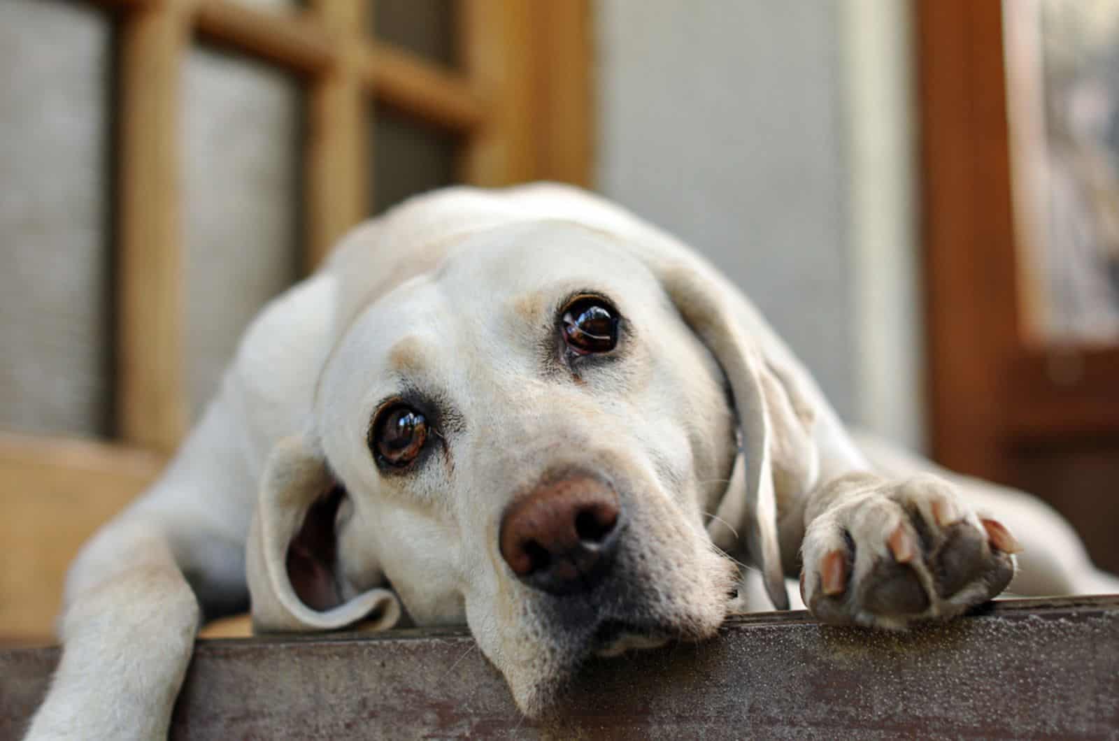 white dog with watery eyes lying on the ground