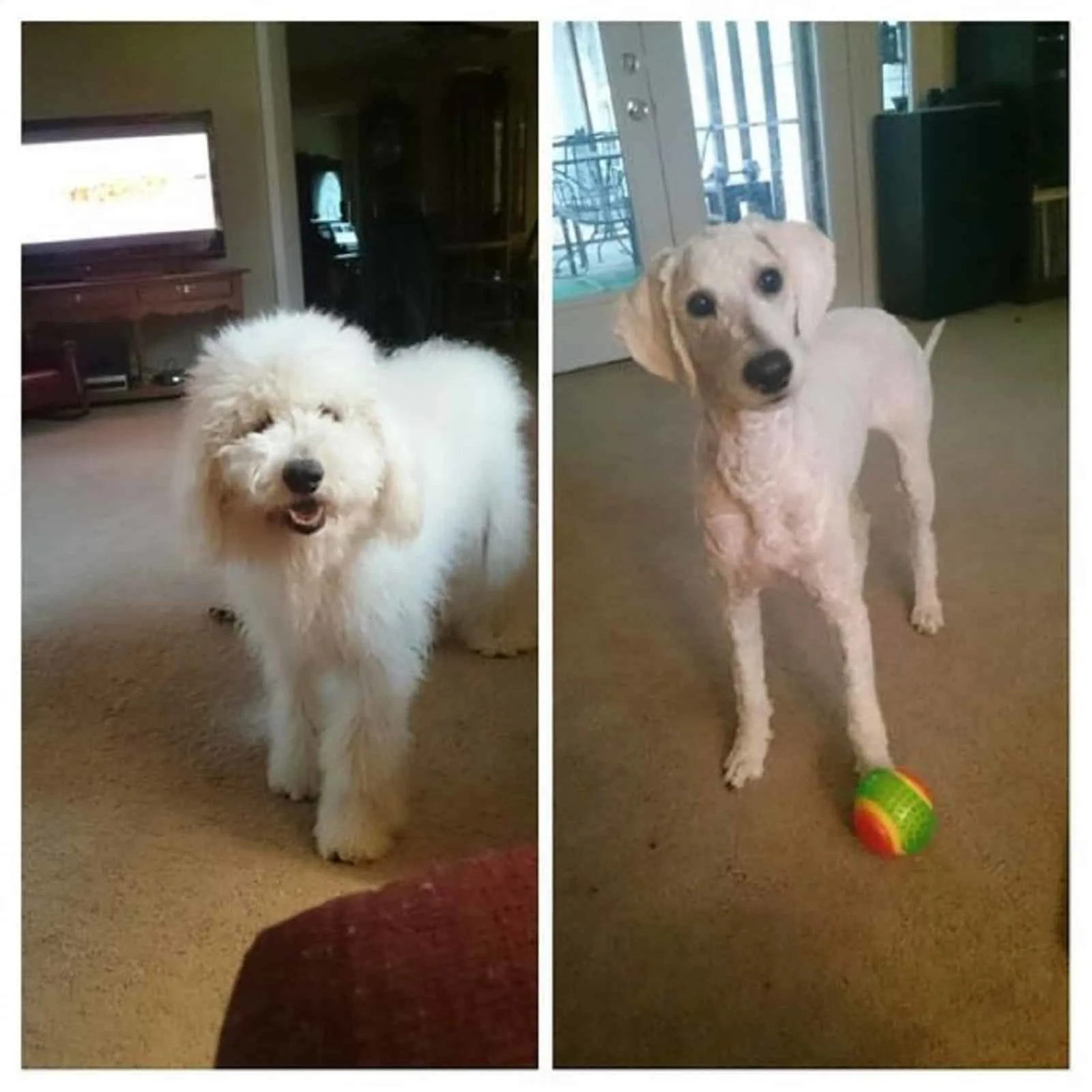 white dog before and after haircut