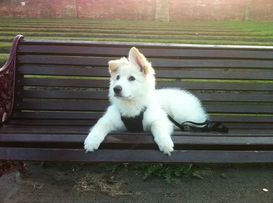 white german puppy on a bench