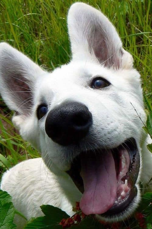 white german shepherd puppy photo