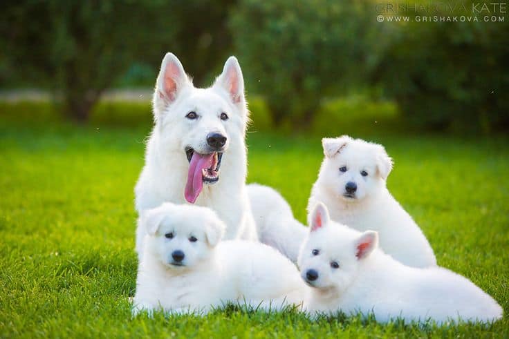 white german shepherd family