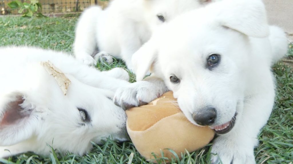 white german shepherd puppies chewing on a toy