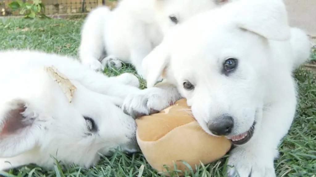 white german shepherd puppies chewing on a toy