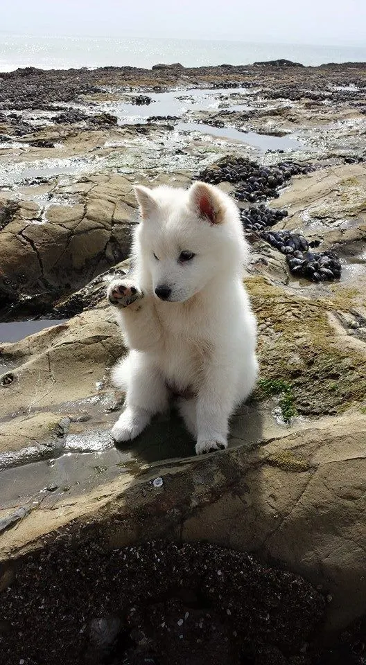 white german shepherd puppy at the beach