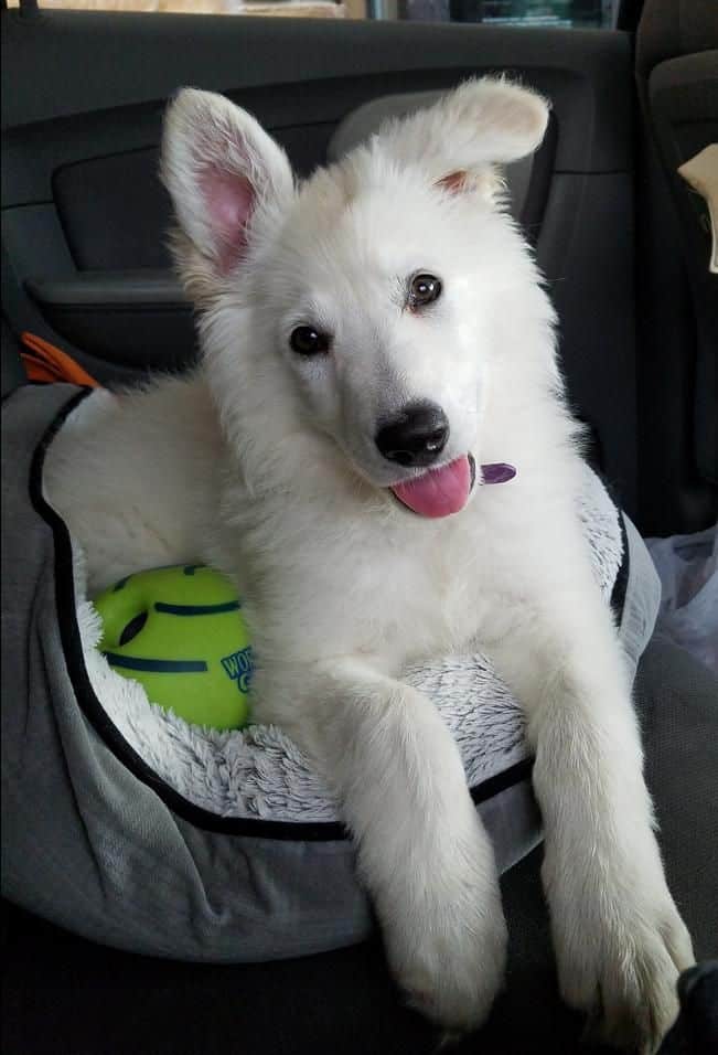 white german shepherd puppy in a car