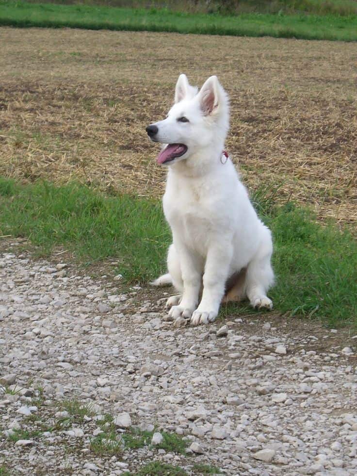 white german shepherd puppy in nature