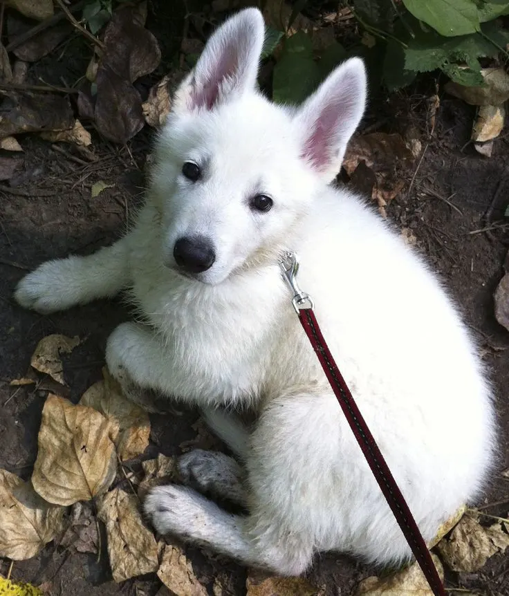 white german shepherd puppy sitting in mud