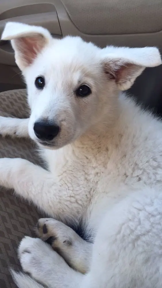 white german shepherd puppy with big ears