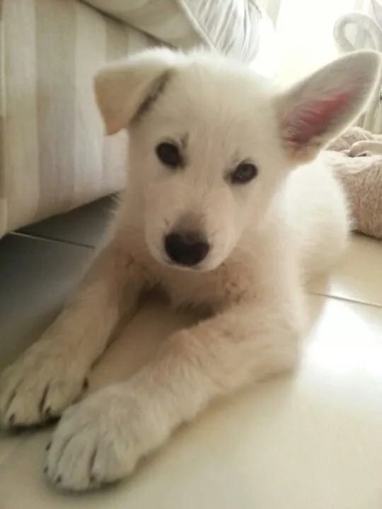 white german shepherd puppy with one ear sticking up