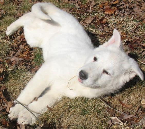 white german shepherd sleeping on ground