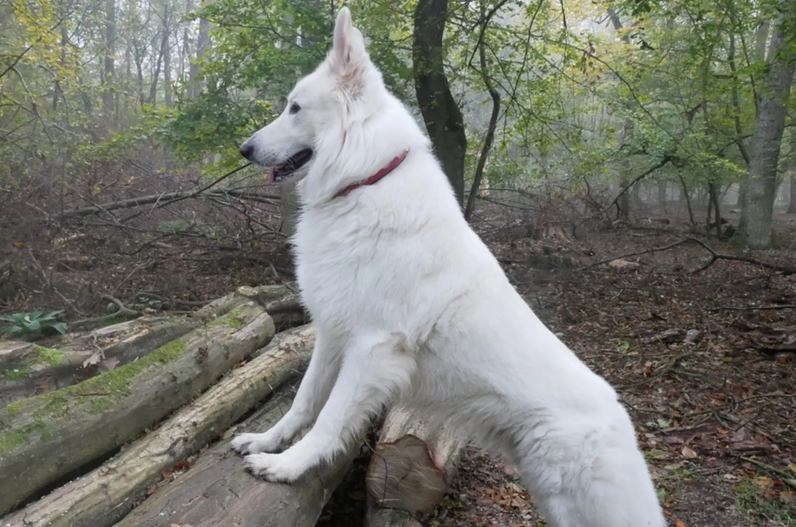 white german shepherd in forest