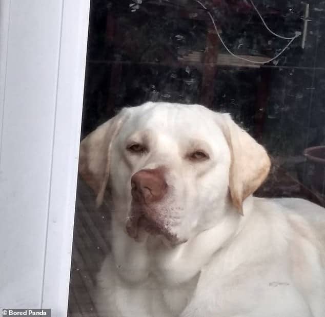 white lab funny photo