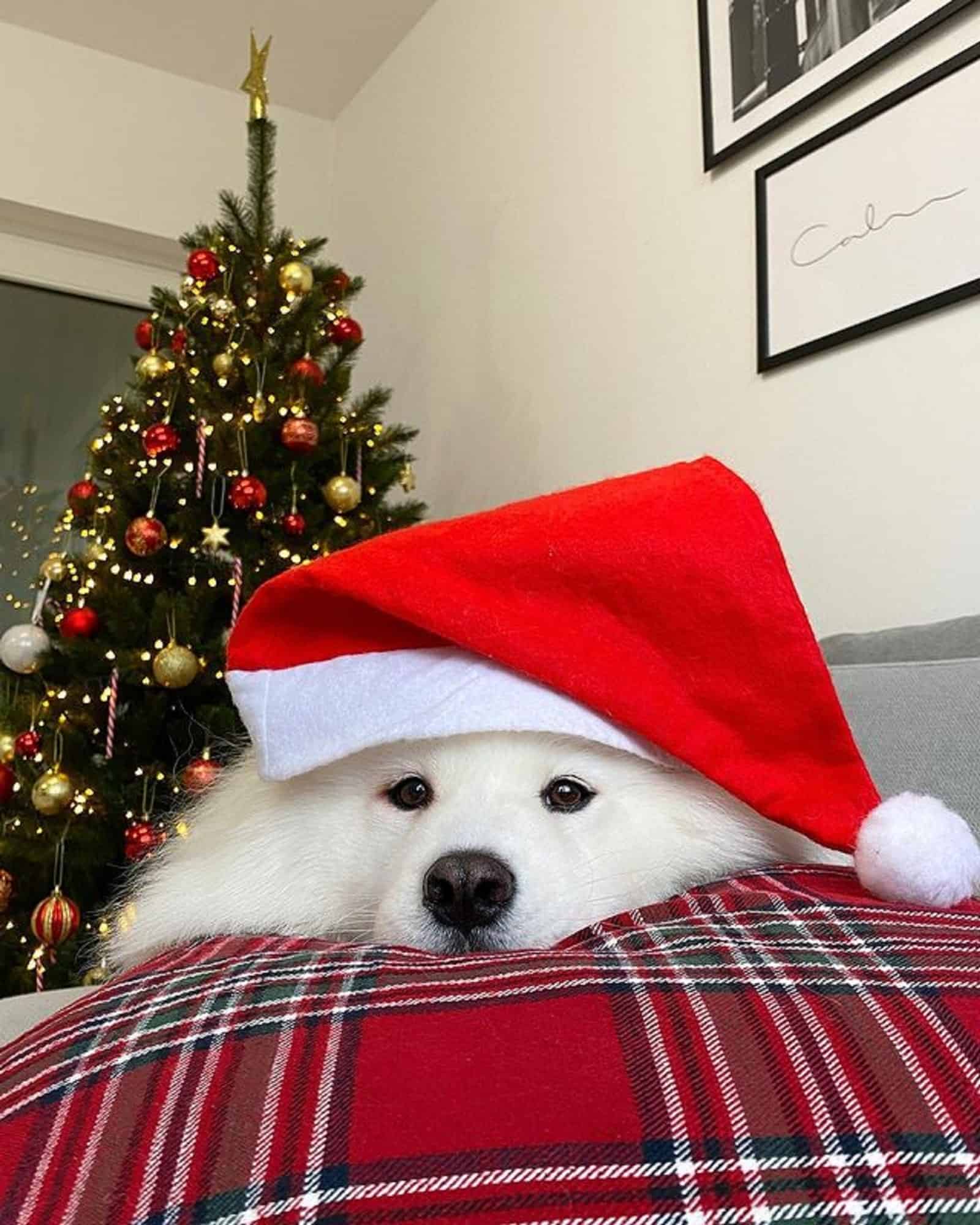 white samoyed wearing christmas hat