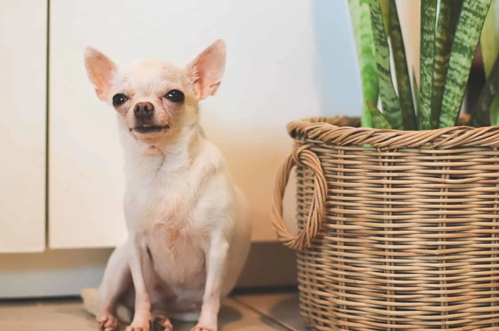 white short hair chihuahua dog sitting by the basket of snake plant indoors