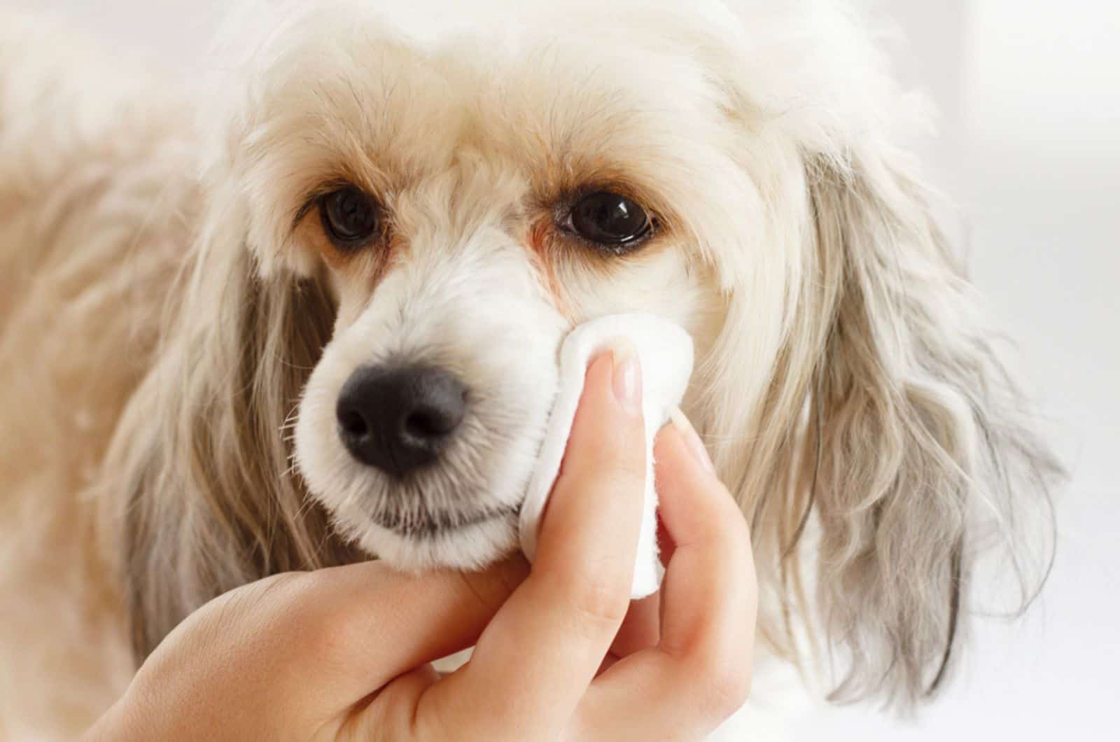 woman cleaning dog's watery eyes with cotton pad
