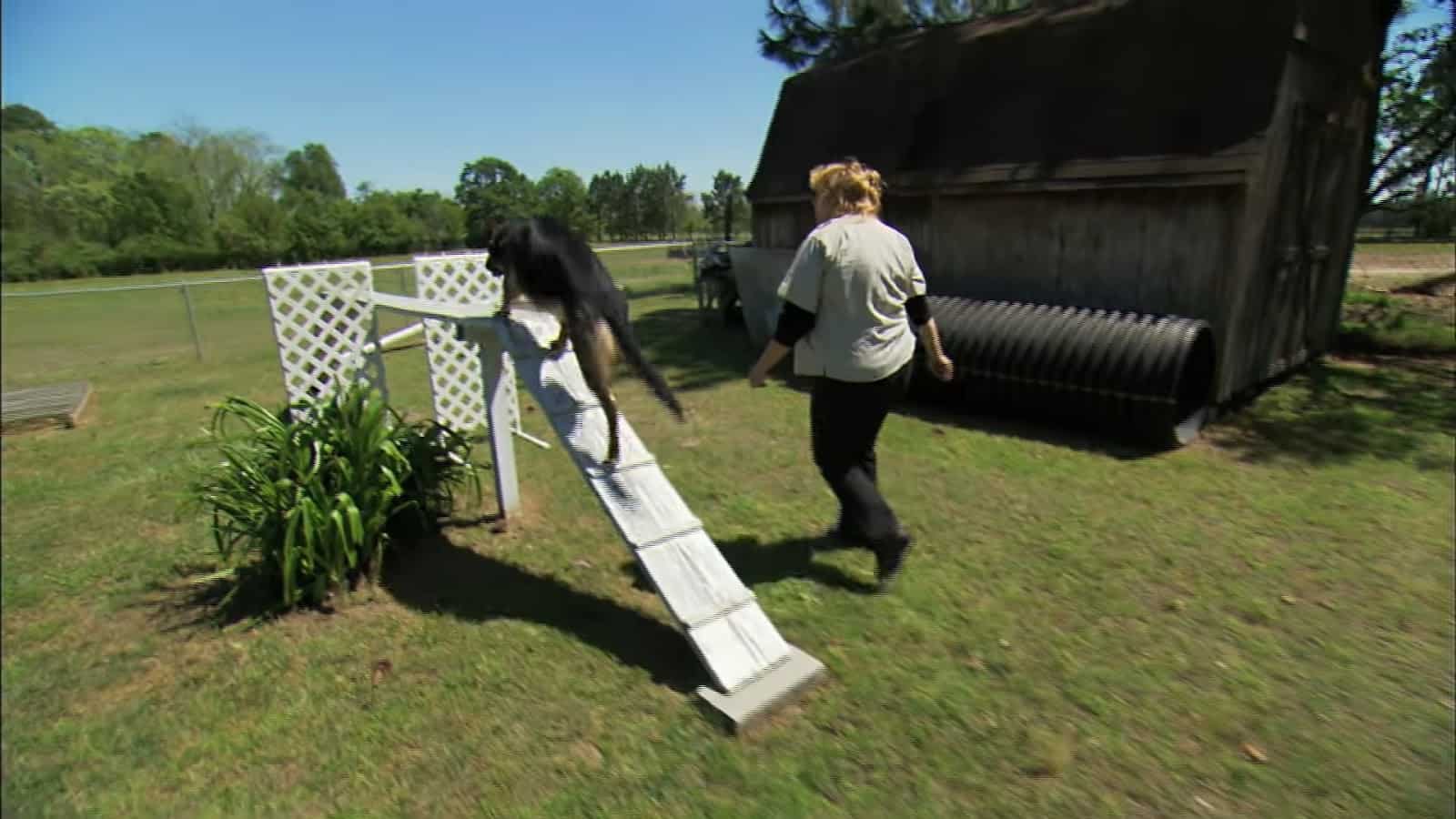 woman training german shepherd