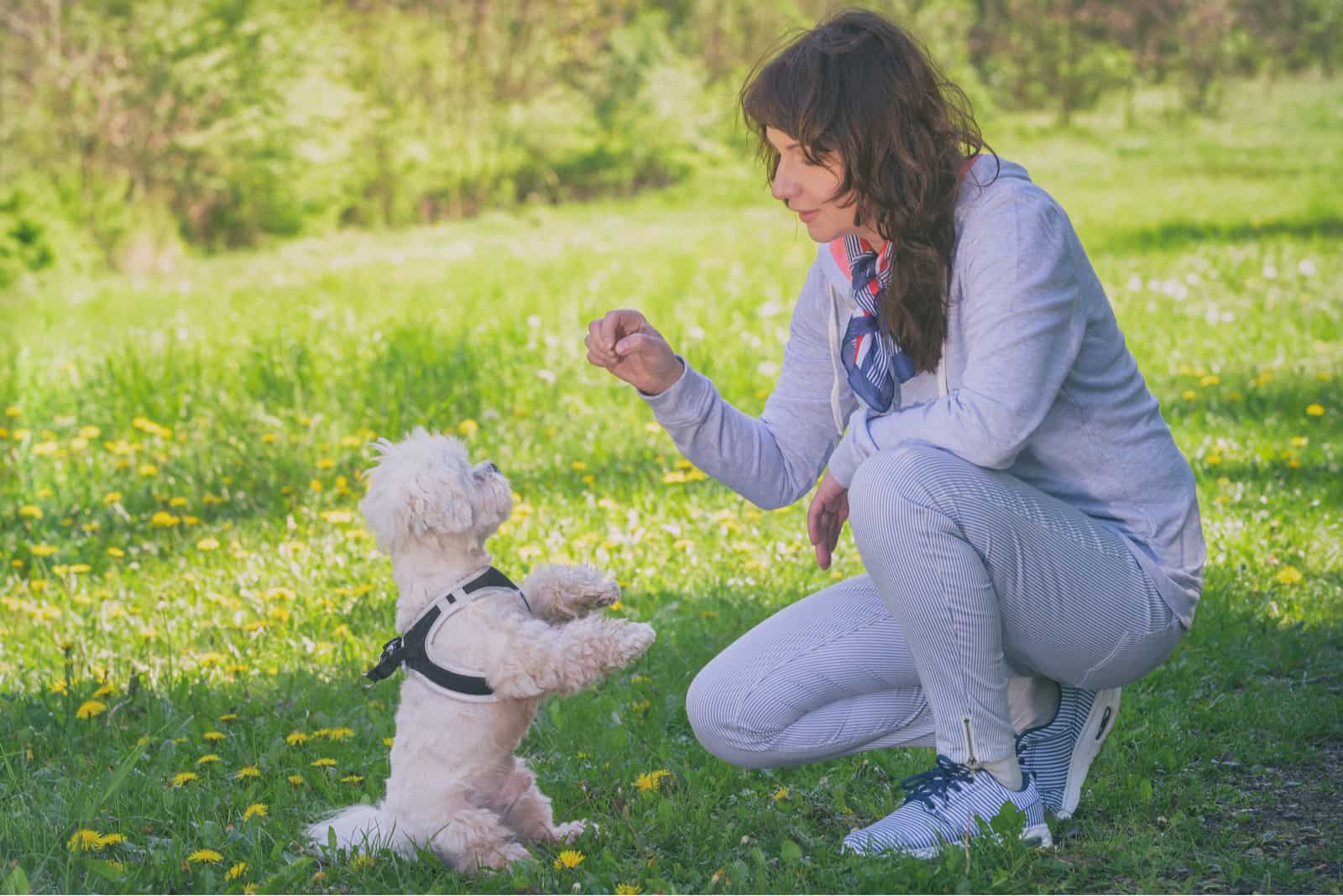 woman trains her maltese dog