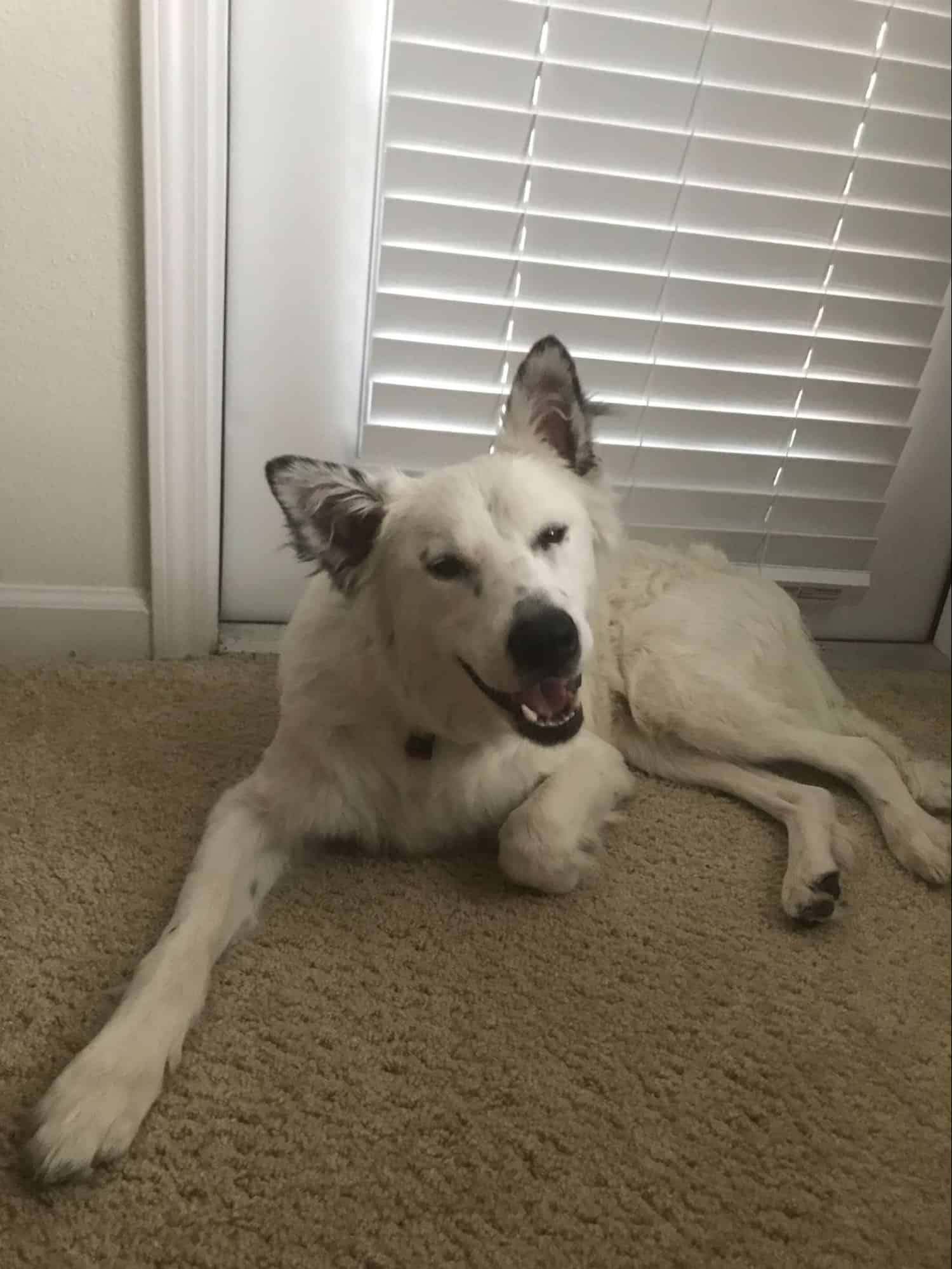 wounded dog photographed after being brought home