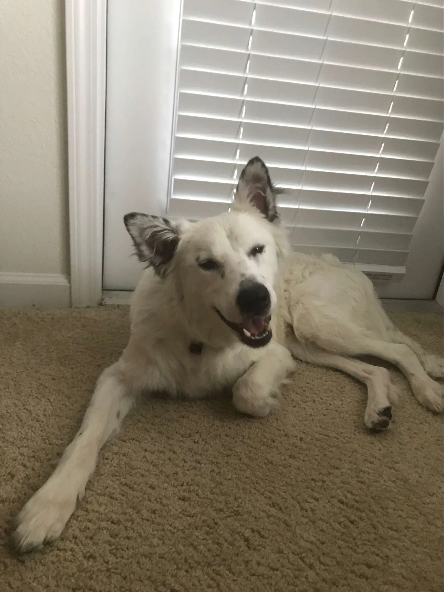 wounded dog photographed after being brought home