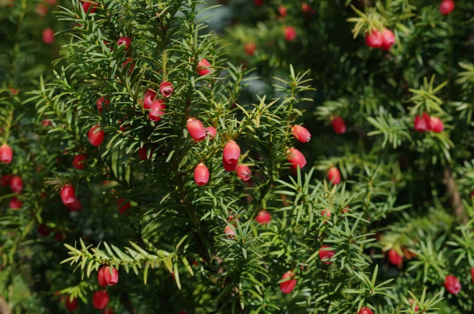 yew plant in the park