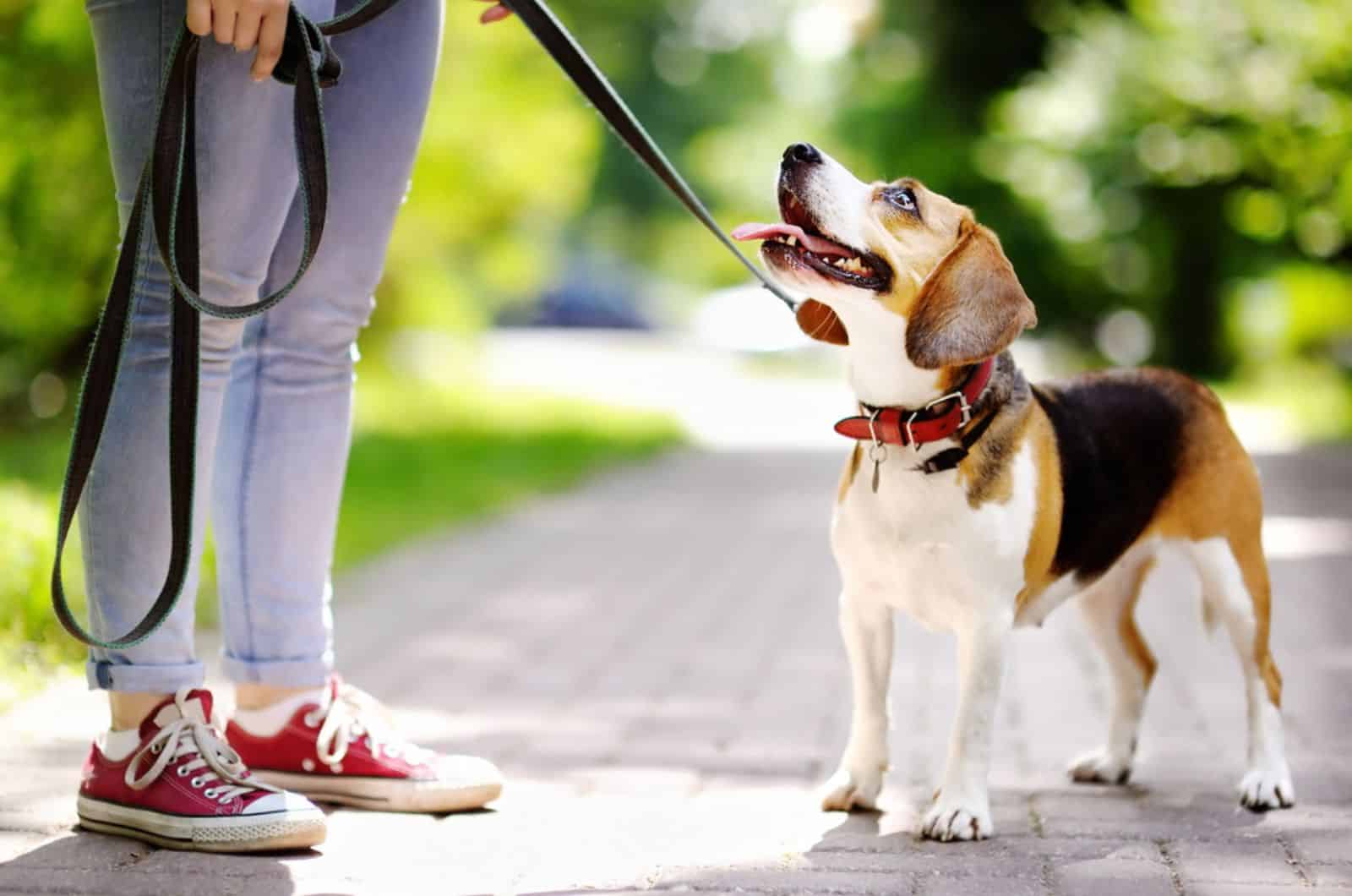 young woman walking with beagle dog in the park