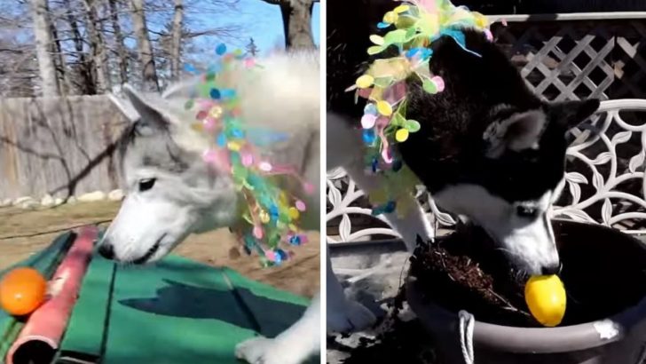 11 Places To Hide Easter Eggs From Dogs In Your Yard