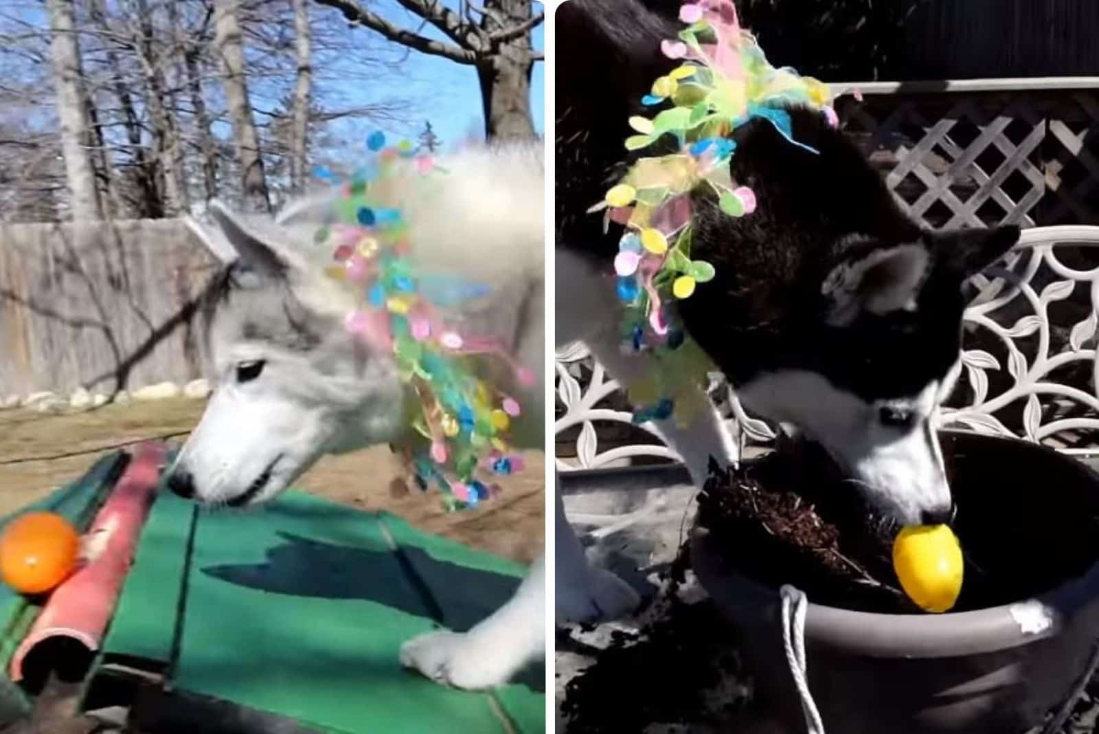 11 Places To Hide Easter Eggs From Dogs In Your Yard