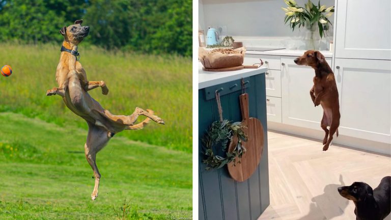 action photos of dogs