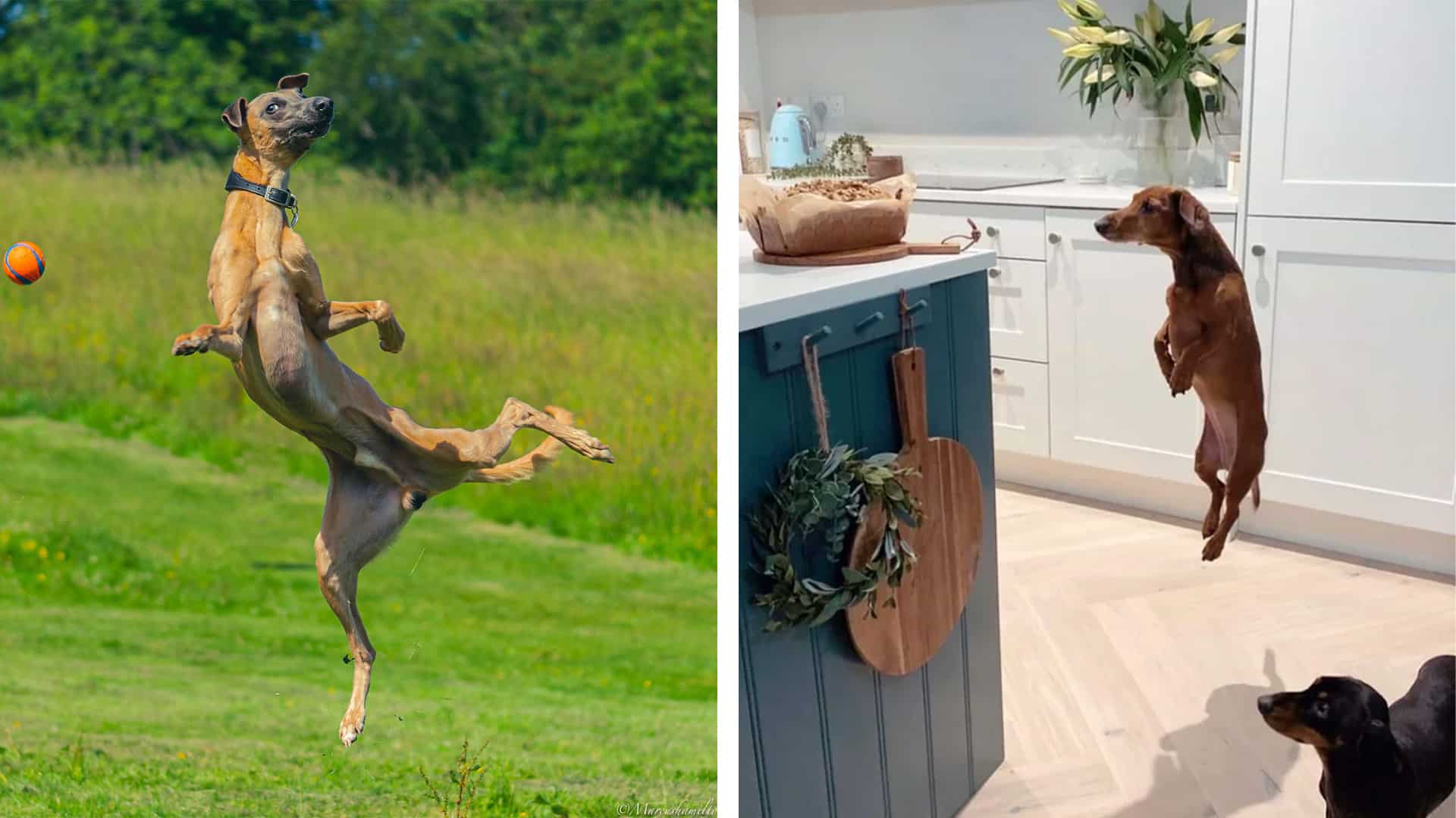action photos of dogs