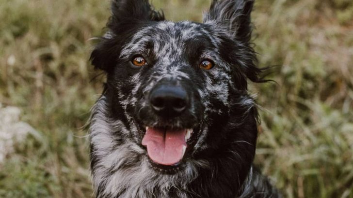 11 Rarest Dog Breeds You Have Never Seen Before