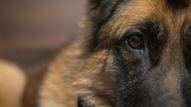 11 Secret Things Meant Only For German Shepherds