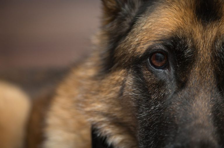 german shepherd dog
