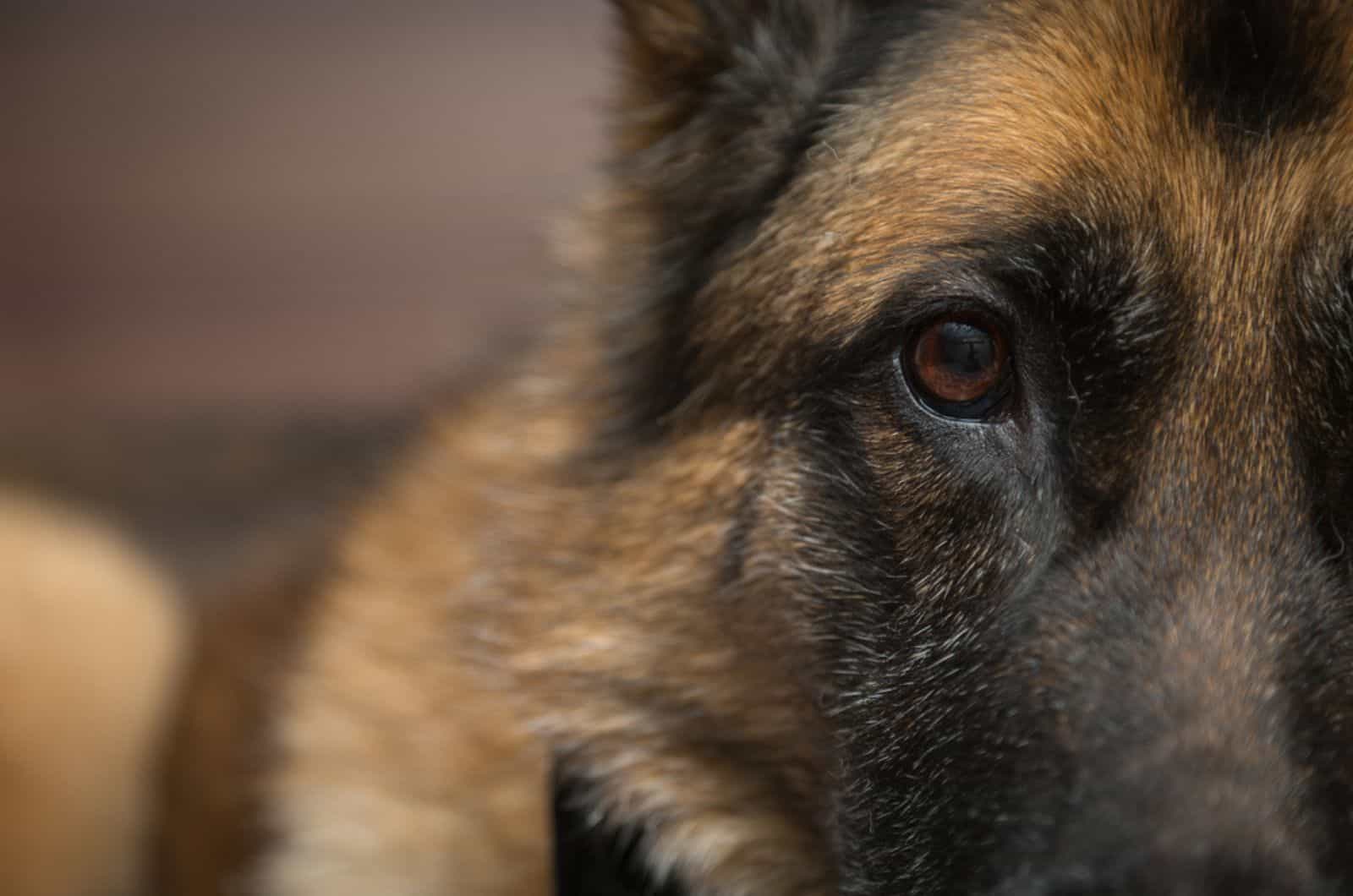 11 Secret Things Meant Only For German Shepherds