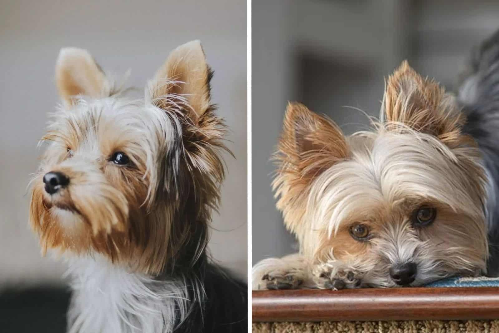 cute yorkshire terrier