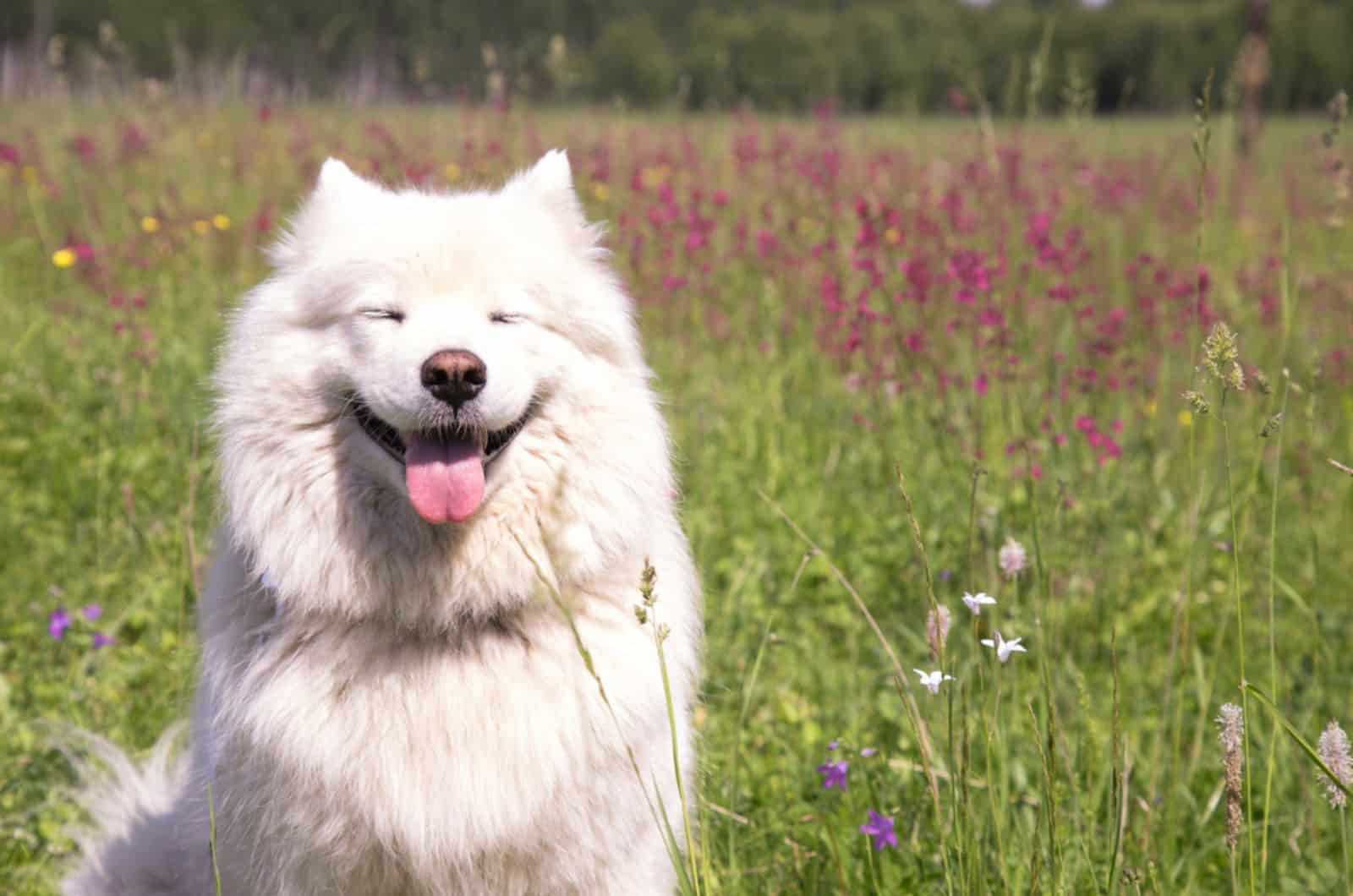 happy samoyed dog on a meadow