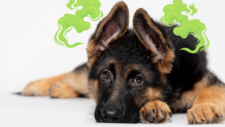 13 Reasons Why Your German Shepherd Stinks + 9 Ways To Help