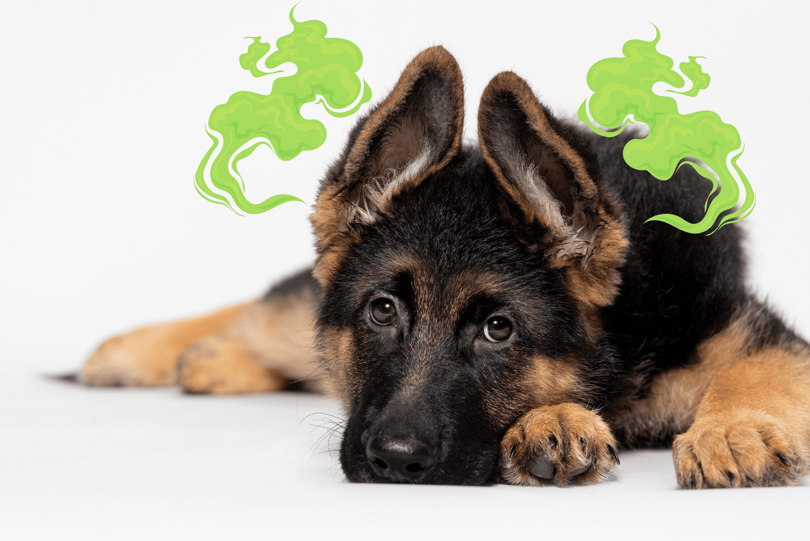 13 Reasons Why Your German Shepherd Stinks + 9 Ways To Help
