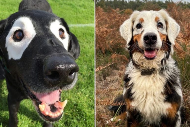 dogs with vitiligo
