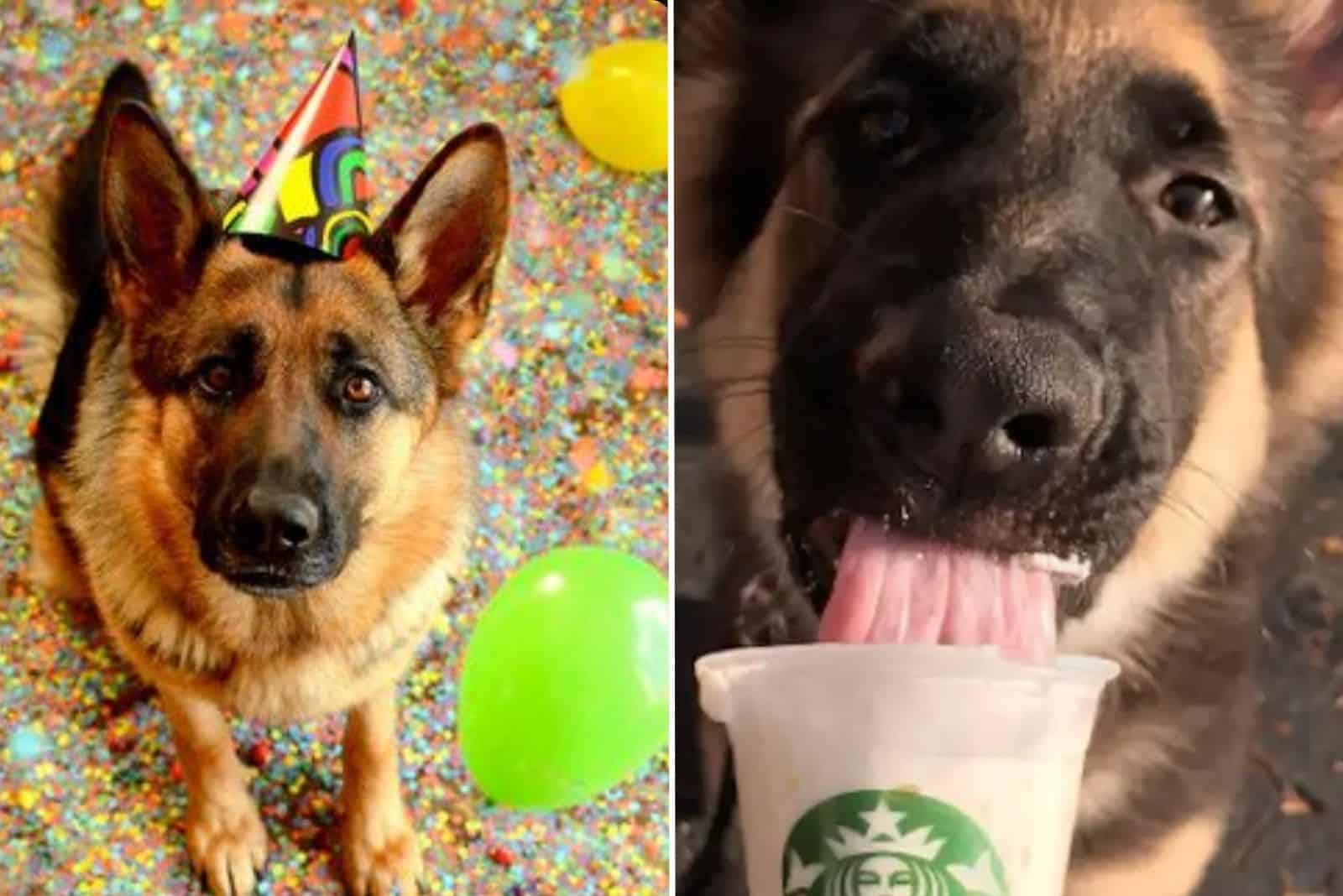 funny photos of german shepherd
