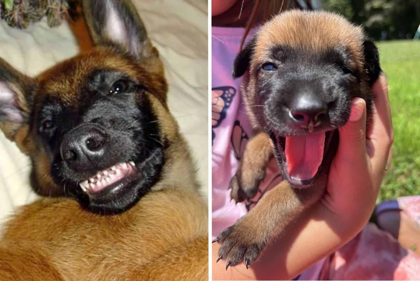 adorable photo of belgian malinois puppies
