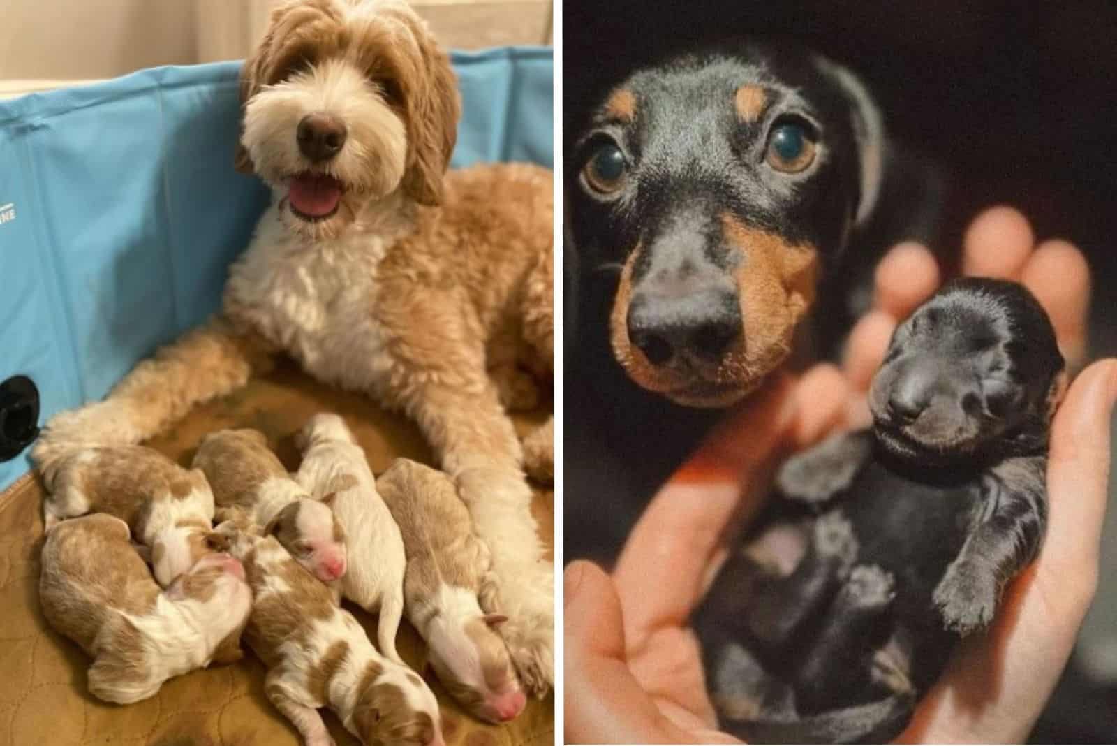 dogs with their puppies