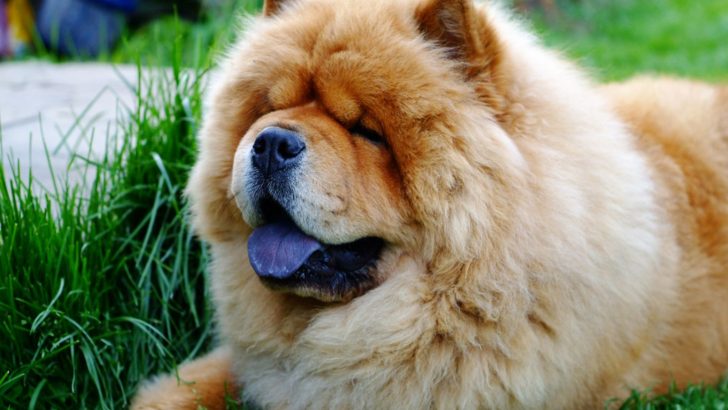 15 Intriguing Fun Facts About Chow Chow Dogs 