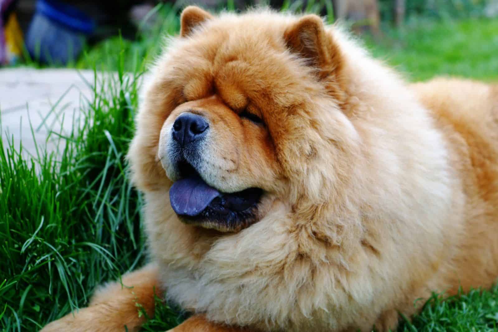 beautiful chow chow dog in the grass relaxing