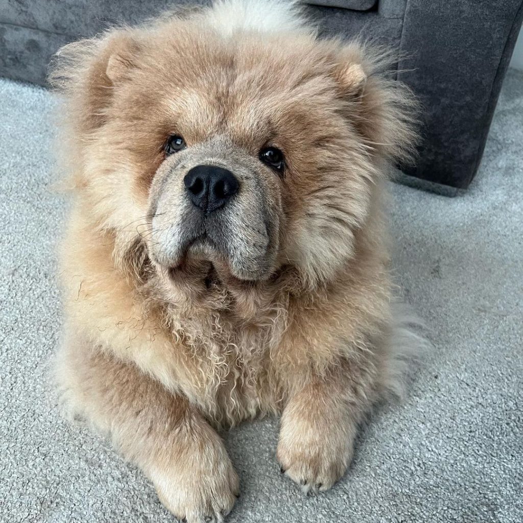 chow chow puppy on the floor