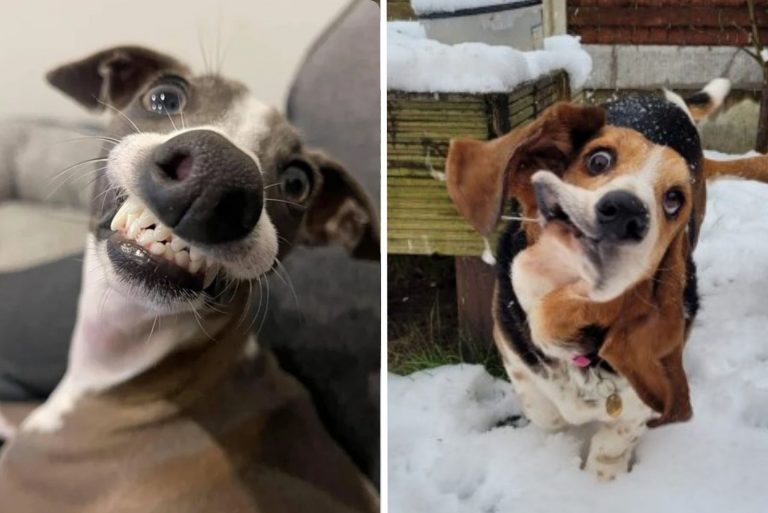 dogs make faces
