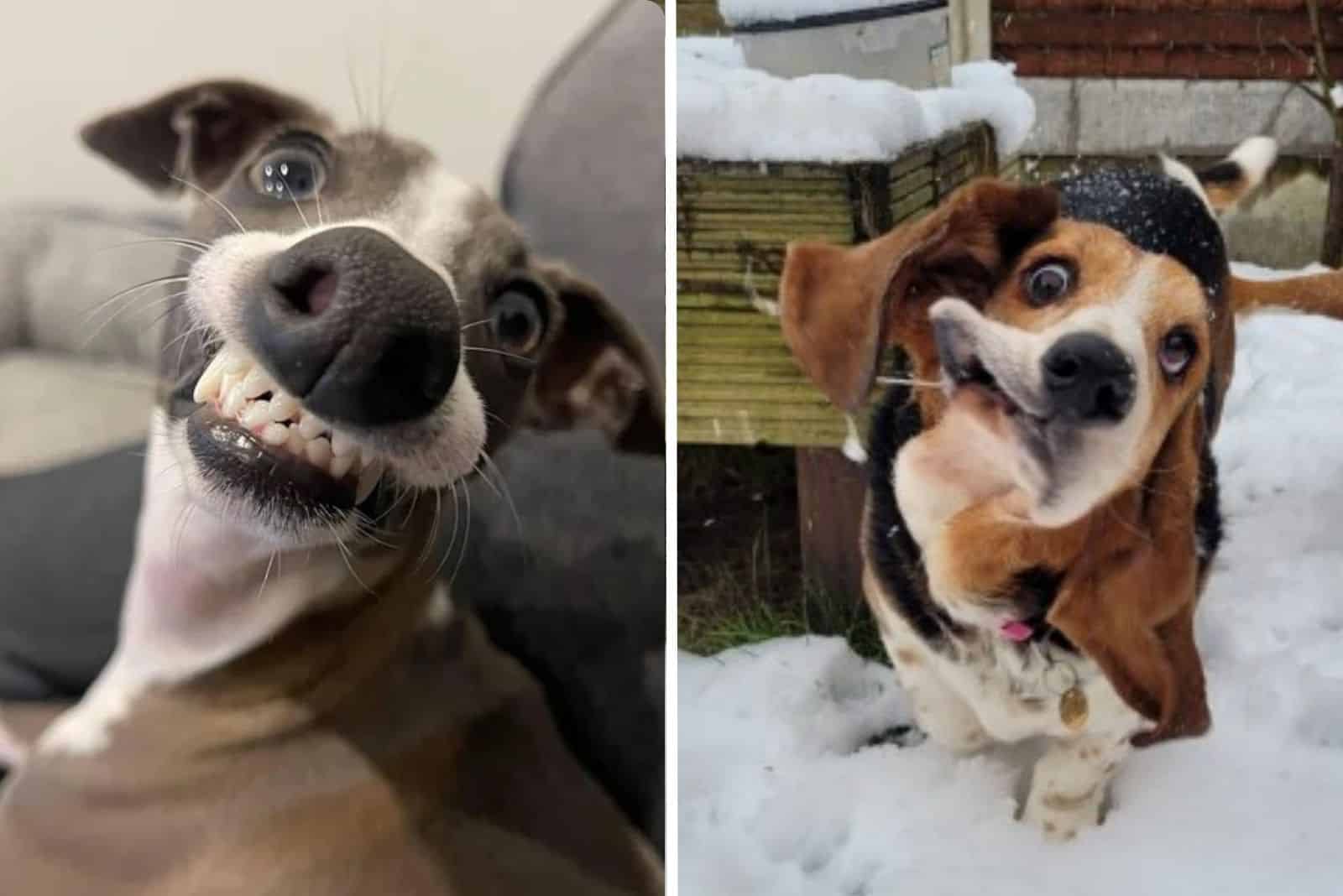 dogs make faces