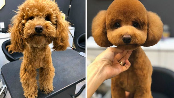 17 Incredible TransFURmations Of Dogs Before And After Grooming